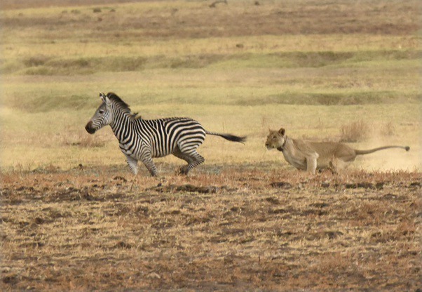 Fierce Nature of Zebra  in the Wild