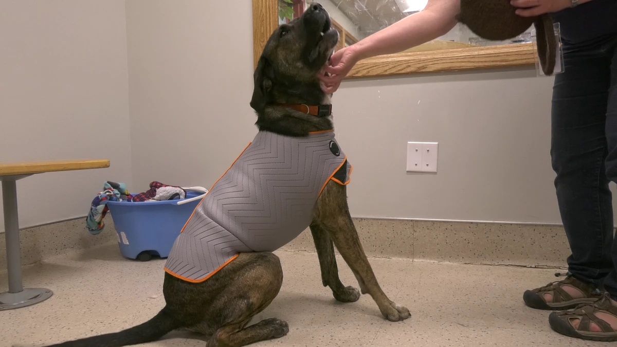 Fairbanks Animal Shelter Talks Pet Safety During Holiday Weekend Opera News