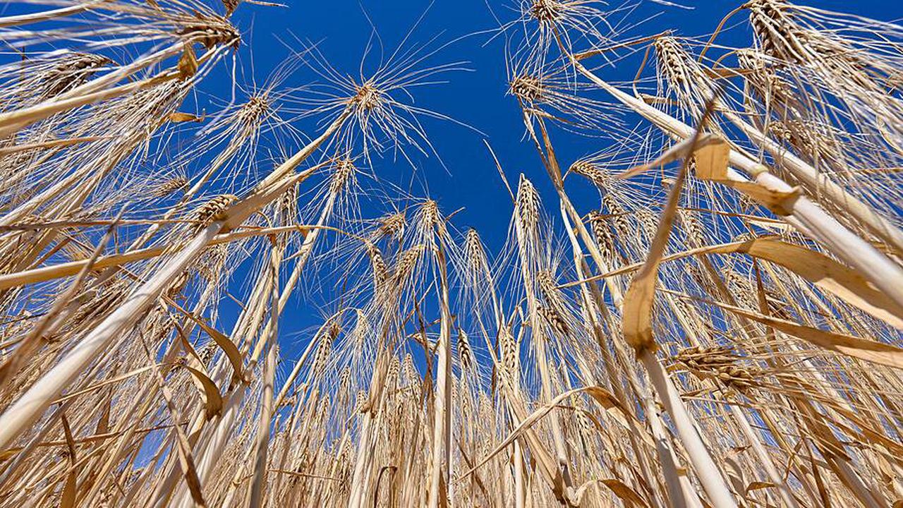 Heißer Juni hat Folgen für die Ernte: 200.000 Tonnen Getreide weniger aus Unterfranken erwartet