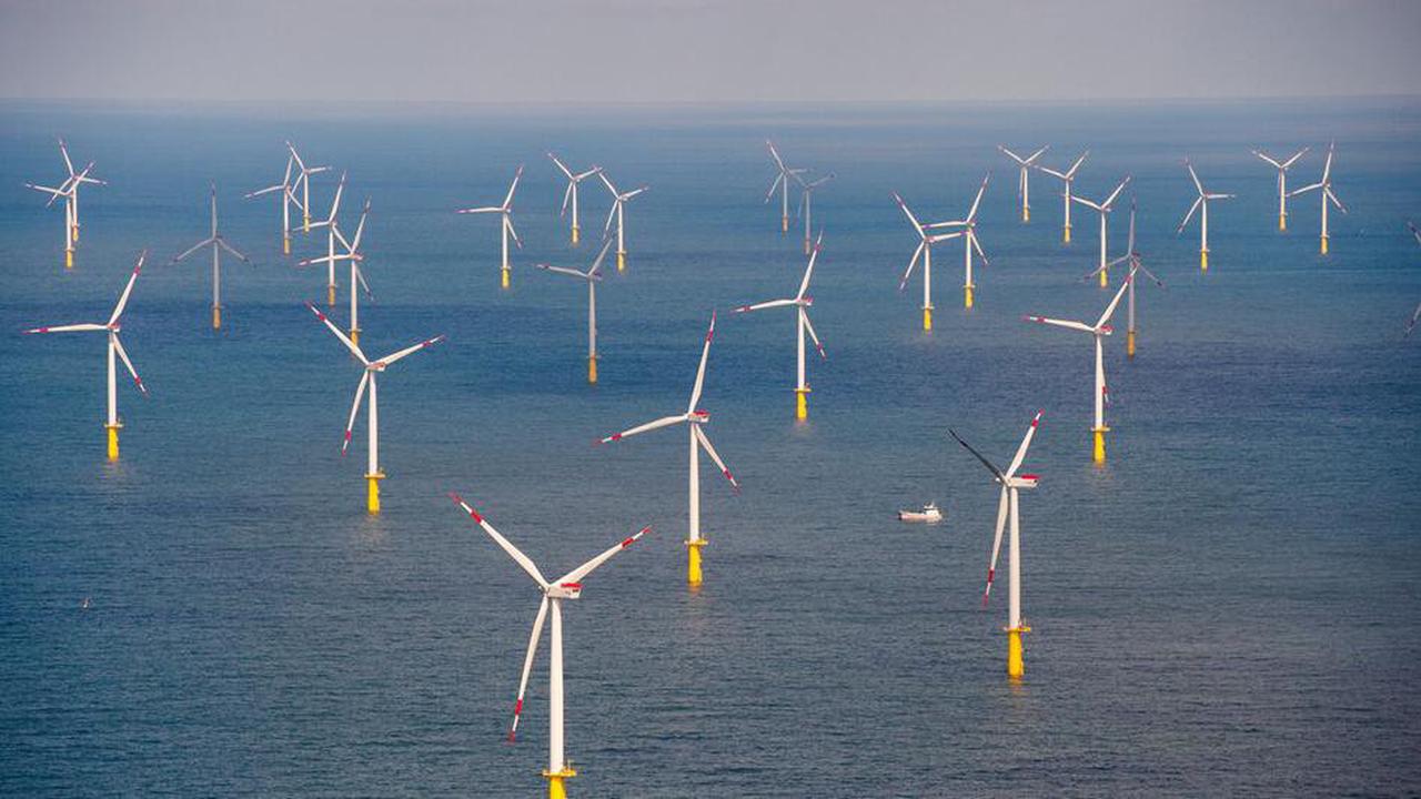 Nabu: Planungen für Windkraft auf See ignorieren Naturschutz
