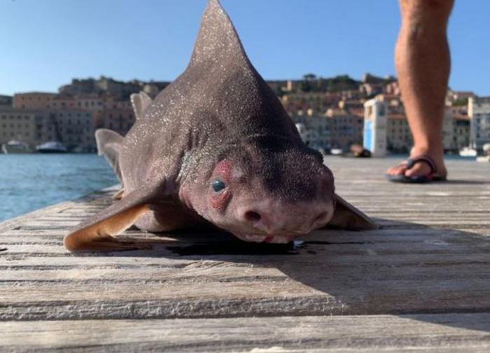 Разбежались по сторонам: Моряки ужаснулись, вытащив из воды акулу с мордой  свиньи - Opera News