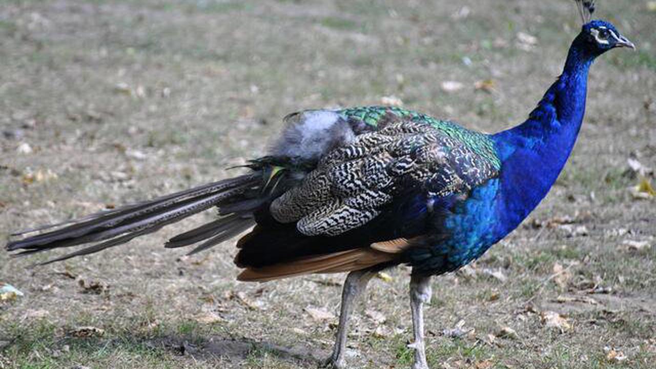 Vogelbeobachtung - Der Pfau: Blauer Pfau - Wissenswertes und Fragen