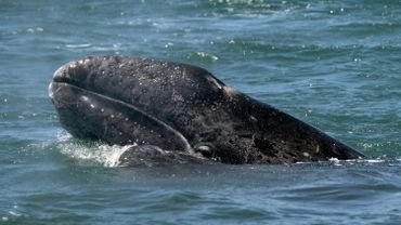 Biodiversite Wally Le Baleineau Egare En Mediterranee Se Trouve Actuellement Dans Le Port De Sete Opera News
