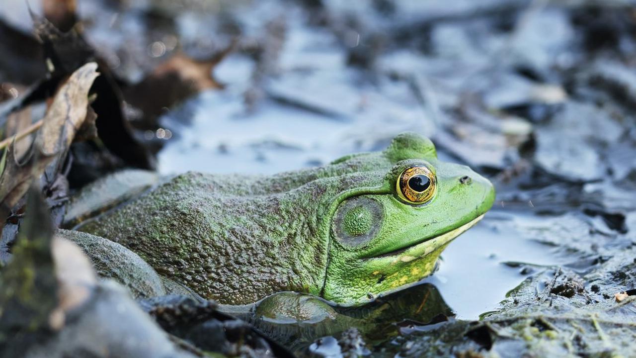 Quakende Frösche – so werden Sie die lauten Amphibien artgemäß los