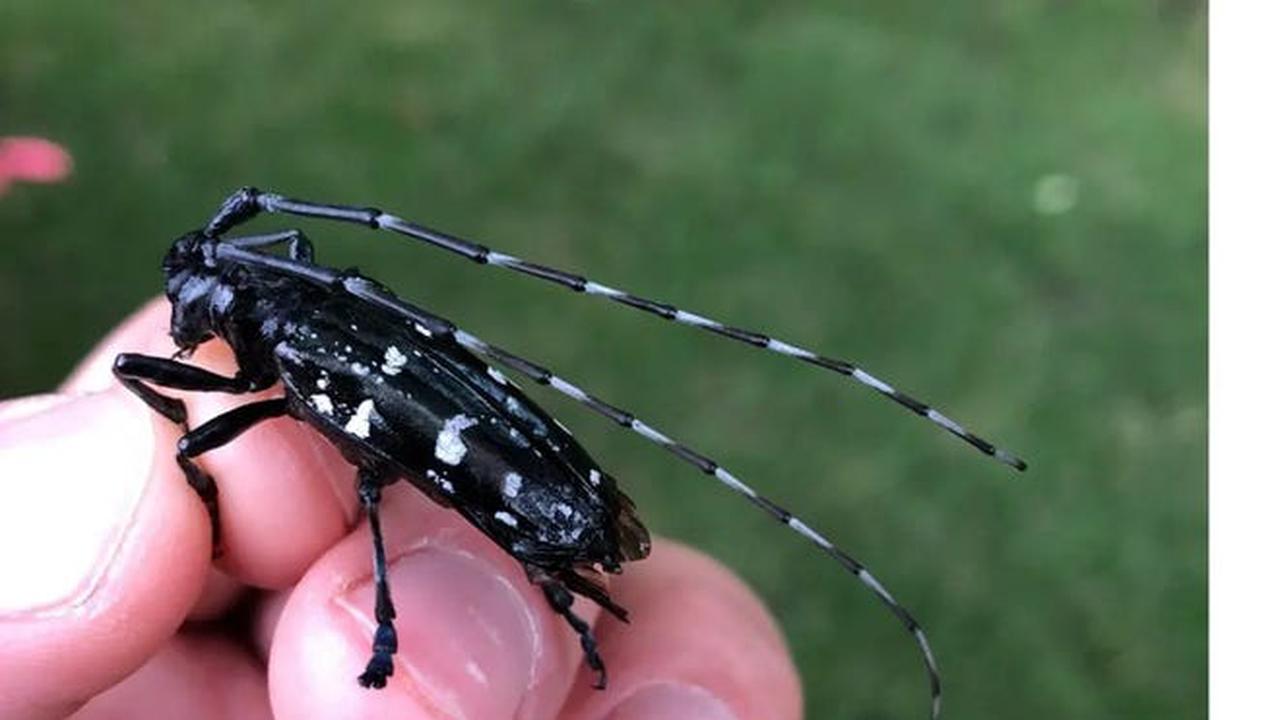 'Poolside Pests' program encourages pool owners to look for, report non-native insects