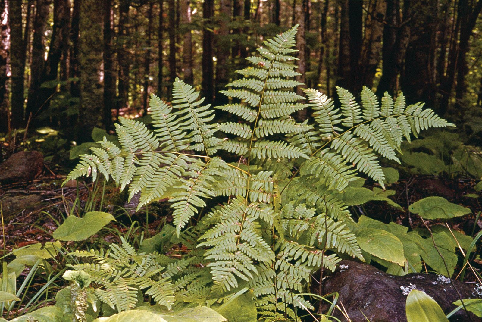 How To Use Ferns For Spiritual Breakthrough, Favors And More.