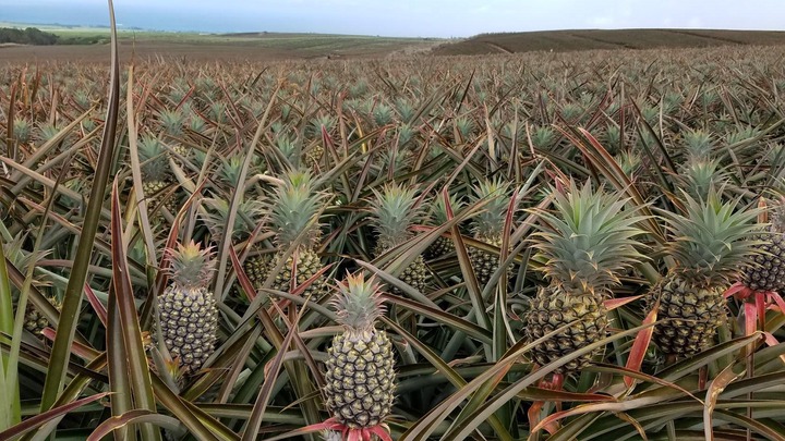 This is a picture of a pineapple farm located in the south coast of Cambodia : r/interestingasfuck