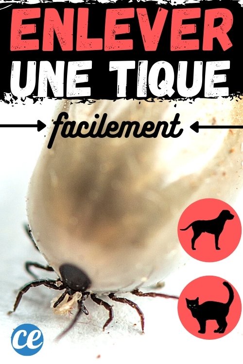 Comment Enlever Un Tique D Un Chat Facilement Et Sans Danger Opera News