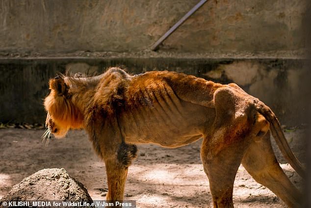 Wildlife charity begins rescue mission after visitor secretly took pictures of a starving lion and dozens of underfed animals at a Zoo in Nigeria (Photos/Video)