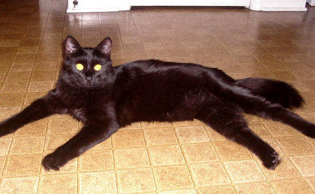 Le York Chocolat Caractere Education Sante Prix Race De Chat Opera News