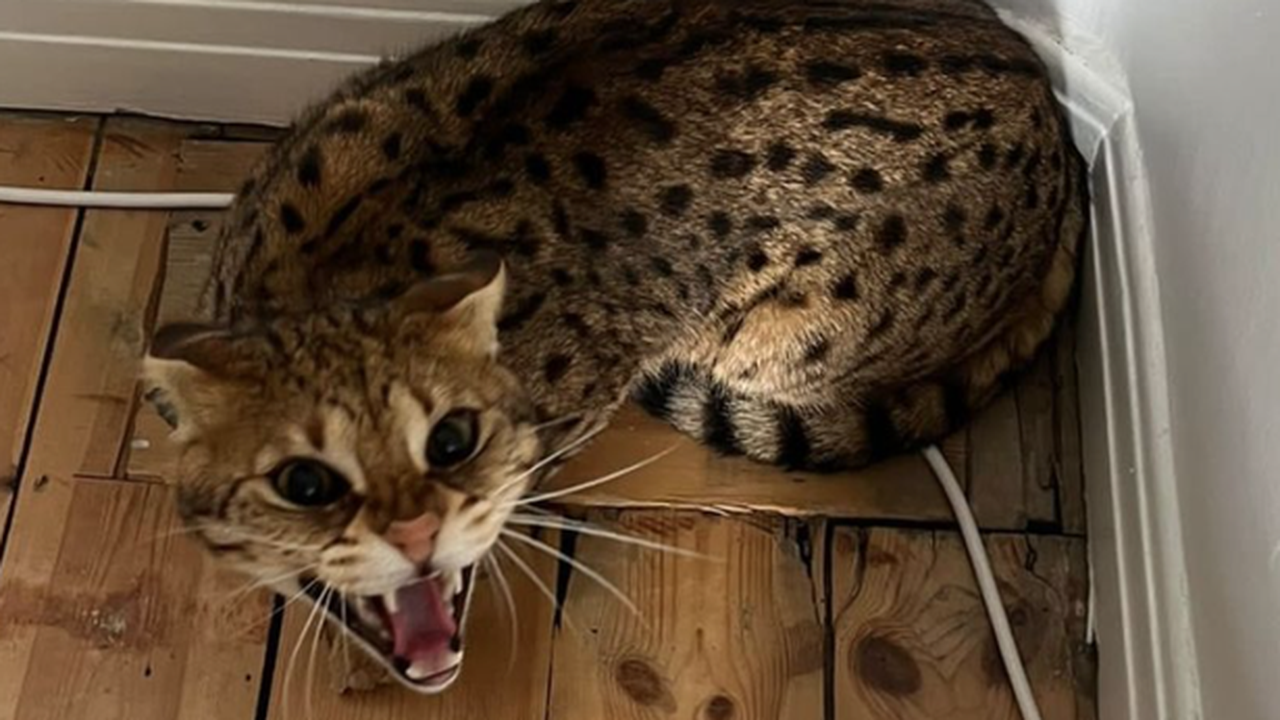 Pensioner terrified as big cat sneaks into North London home through tiny window