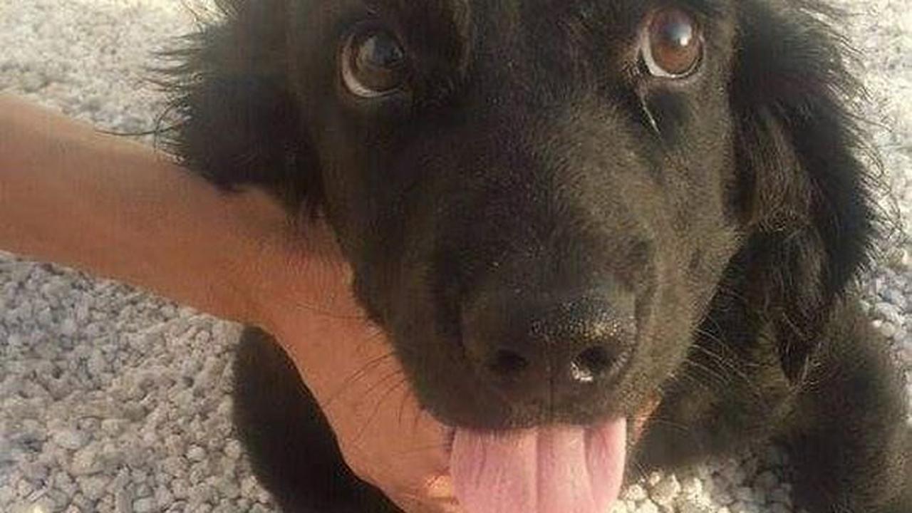 Hertfordshire woman saves ‘unlucky’ cocker spaniel puppy from being euthanised in Cyprus