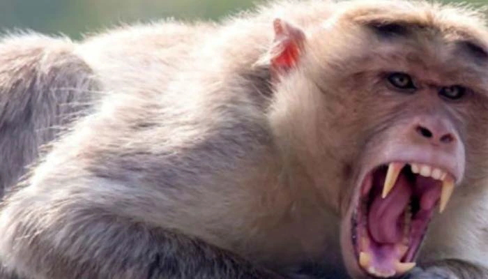 monkey in thailand