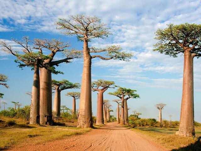 covid-19: after reading this, you will trust madagascar's ability to cure diseases - 0f56bfbf4385ed027ab31a978e5d7524 quality uhq resize 720 - Covid-19: After reading this, you will trust Madagascar’s ability to cure diseases - photo covid-19: after reading this, you will trust madagascar's ability to cure diseases - 0f56bfbf4385ed027ab31a978e5d7524 quality uhq resize 720 - Covid-19: After reading this, you will trust Madagascar’s ability to cure diseases