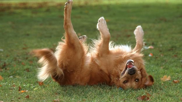 Why Do Dogs Roll On Their Backs In The Grass
