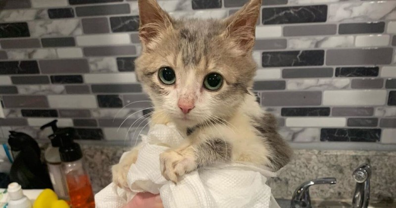 Le Chaton Le Plus Mignon Du Monde A Un Secret Qui Eblouit Toutes Les Personnes Qu Il Croise Opera News