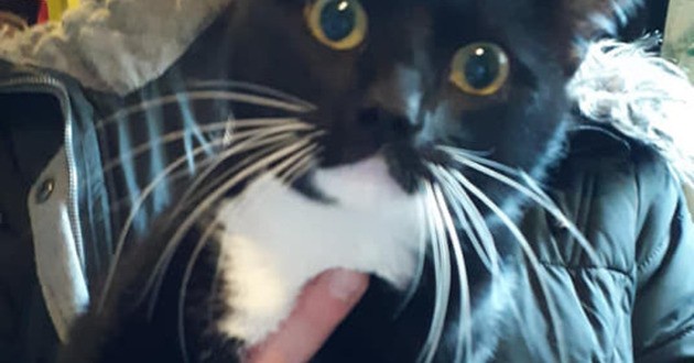 Ils Perdent Leur Chat Et Le Cherchent Partout Deux Ans Plus Tard Ils Hallucinent En Scrollant Facebook Opera News