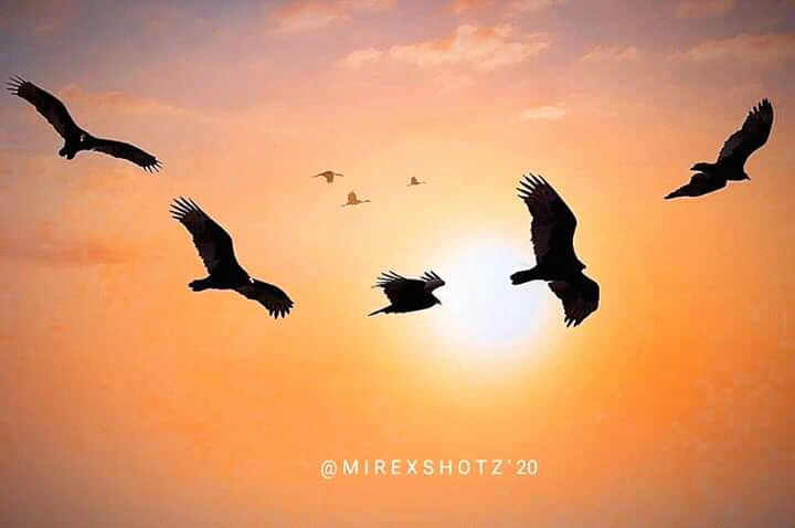 11af1a289198de33bc3b1130bd90863d?quality=uhq&format=webp&resize=720