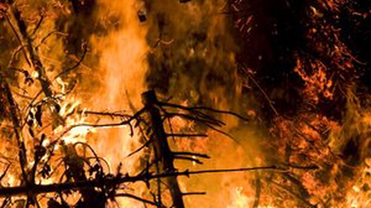 Nachrichten und Informationen auf einen Blick. Artikelsammlung von proplanta.de zum Thema: Waldbrände