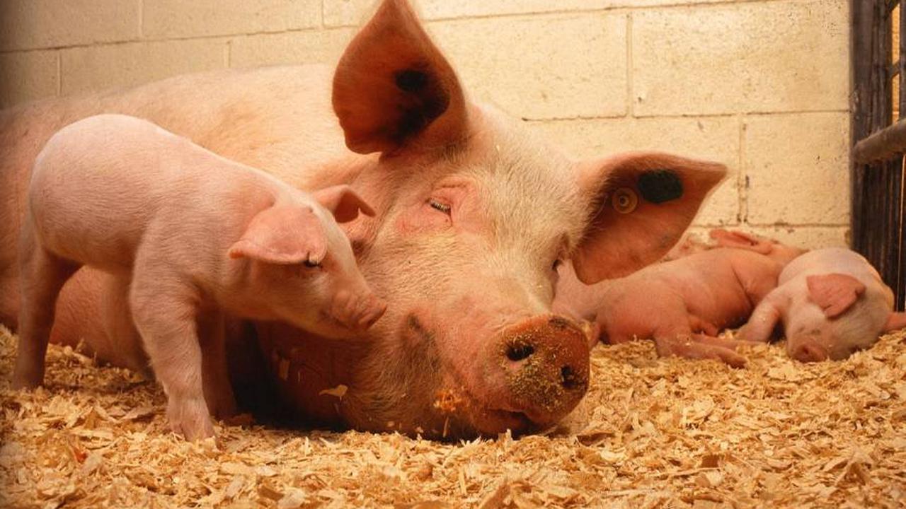 Afrikanische Schweinepest in Niedersachsen ausgebrochen