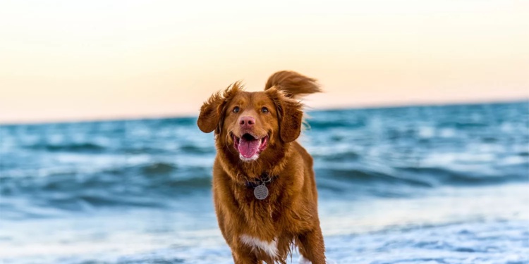 Pet insurance