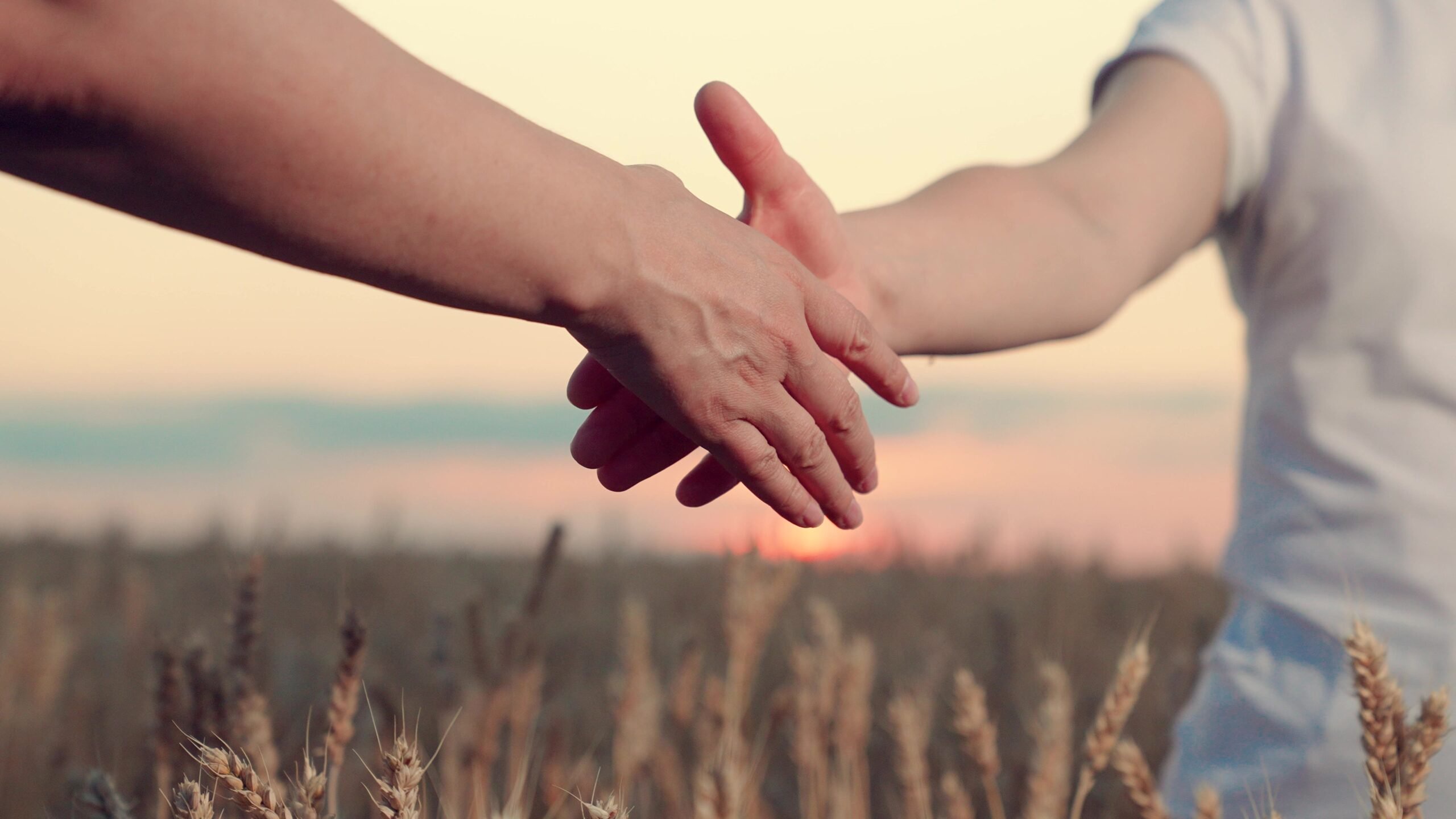 Handshake of woman partners in wheat field. Two farmers shake hands with computer tablet, conclude contract in wheat field, sun. Work in team of business partners. Sale of grain Agricultural industry