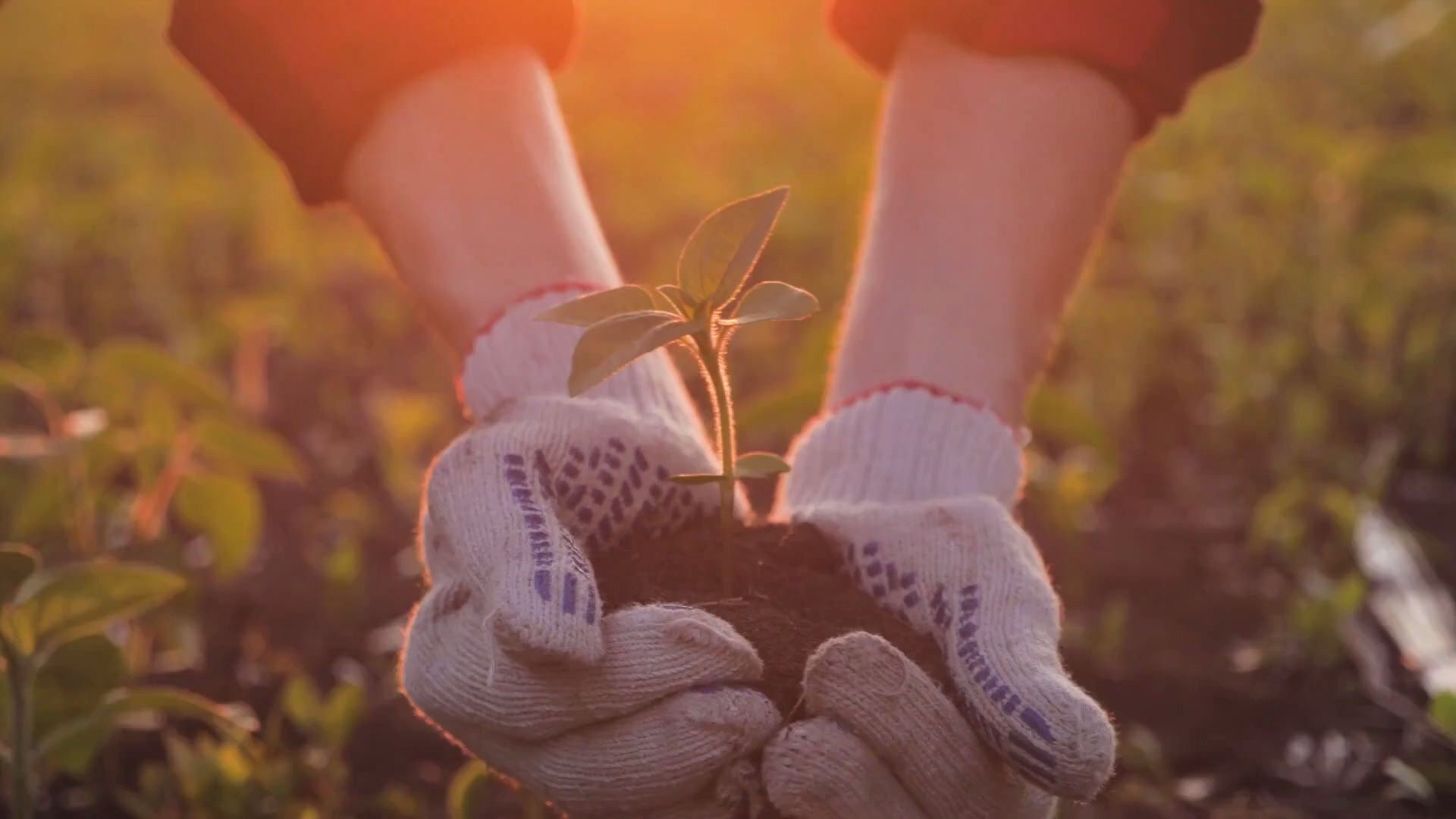 Horn Sauerklee Bekampfen So Verschwindet Er Wieder Restlos Aus Dem Garten Opera News