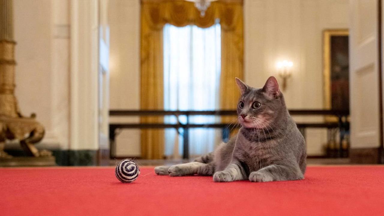 Vier Pfoten im Weißen Haus: Die Bidens haben jetzt eine Katze