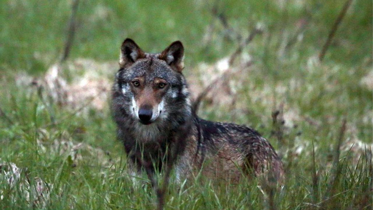 Spezielles Treffen im Val d’Anniviers – Frau begegnet Wolf – Walliser Wildhüter verstärken Überwachung