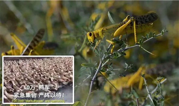 Locust plague: How China sent 100,000 ducks to fight ‘worst locust attack in decades’ 