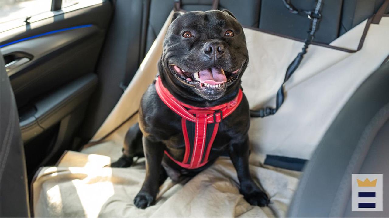 The Best Dog Car Seat Belt Of 2021 Opera News - What Is The Best Car Seat Belt For Dogs