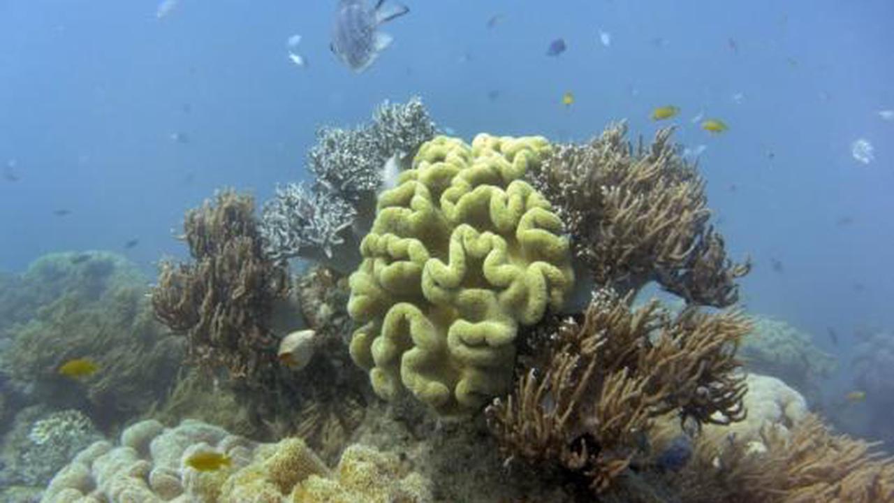 L’Australie investit dans la protection de la Grande barrière de corail