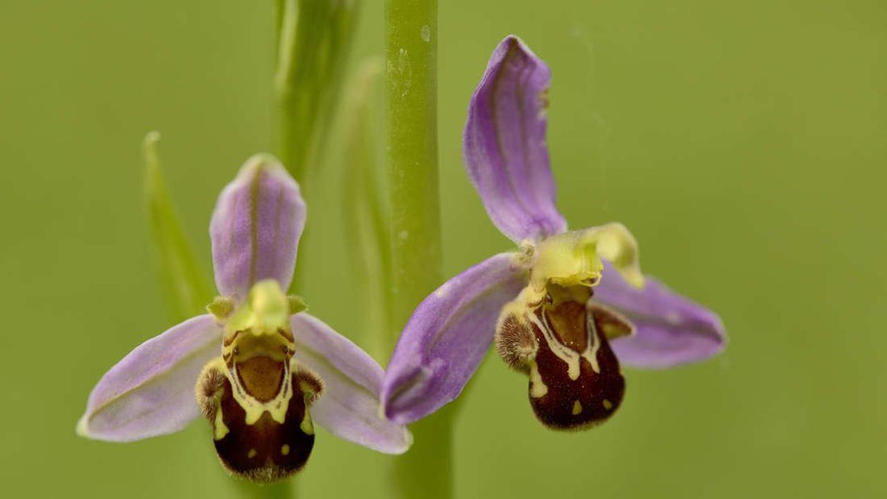 Selte Orchidee in Oberkleen