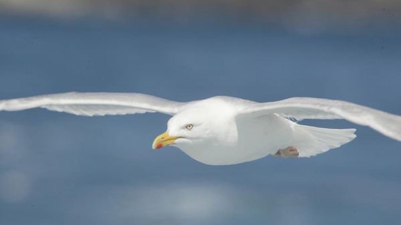 Grippe aviaire : tout le Morbihan en zone de contrôle