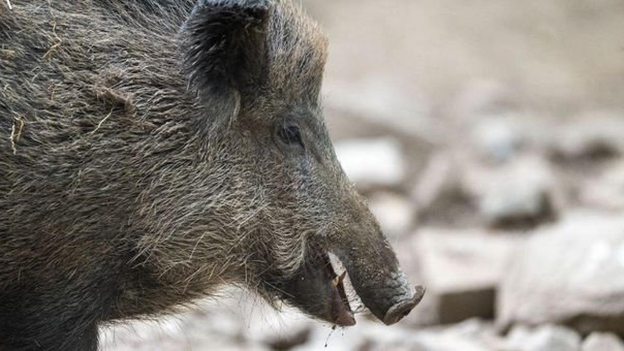 Wildschwein verirrt sich in Kosmetiksalon in Krakau