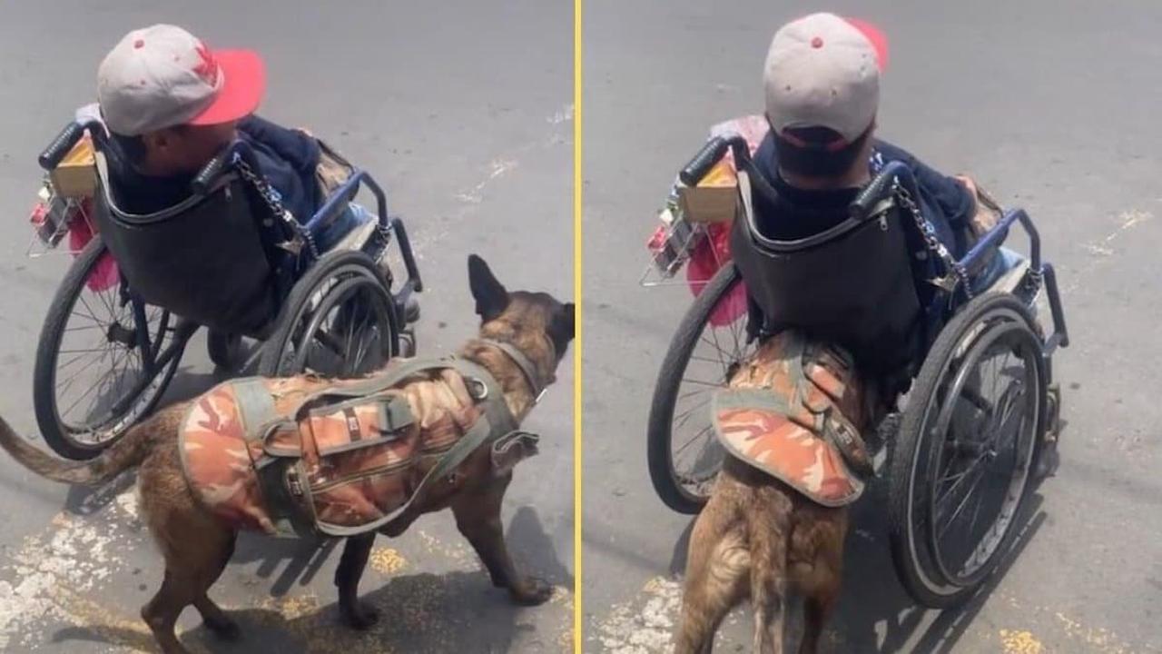 Vidéo: Une chienne marche avec son maître en fauteuil roulant et l’aide à traverser la voie