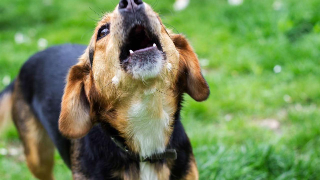 How to tell what your dog is saying? Animal behaviour expert Karen Wild explains