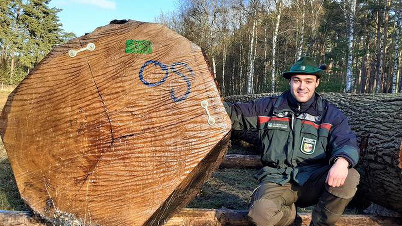 Müritzer Forstämter holen bei Holzauktion fast 20 000 Euro