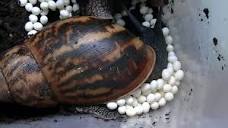 disadvantages of nivea natural fairness