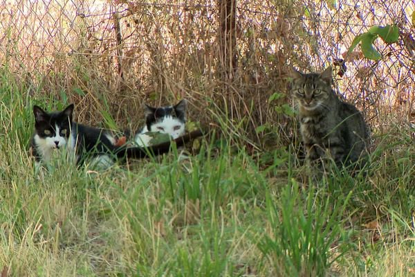 Roche La Moliere C Est Illegal De Donner Un Chat Sans Puce Sans Tatouage Opera News