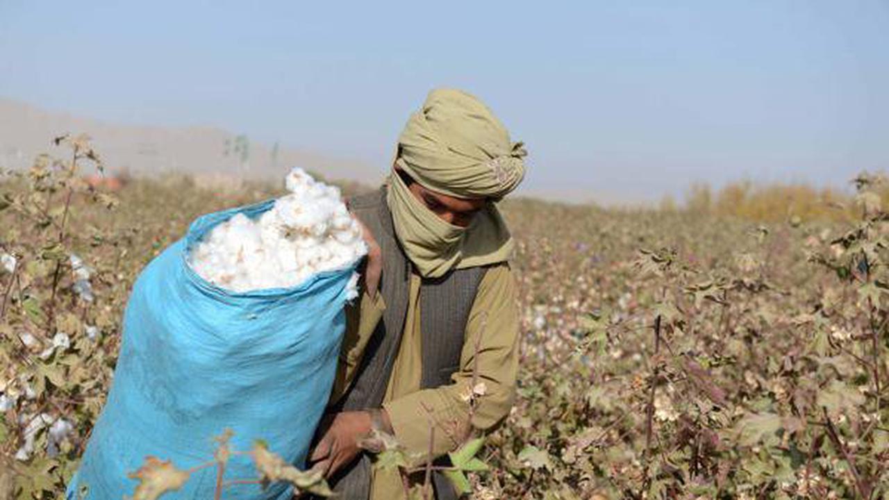 Nachhaltigkeitsmythen auf der Spur: Ist Baumwolle wirklich nachhaltiger als Polyester?
