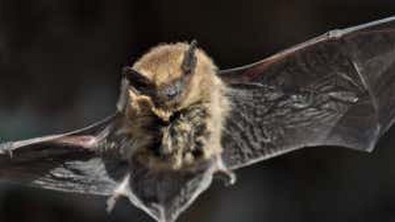 A tiny change to an inner ear bone led bats to evolve into two groups