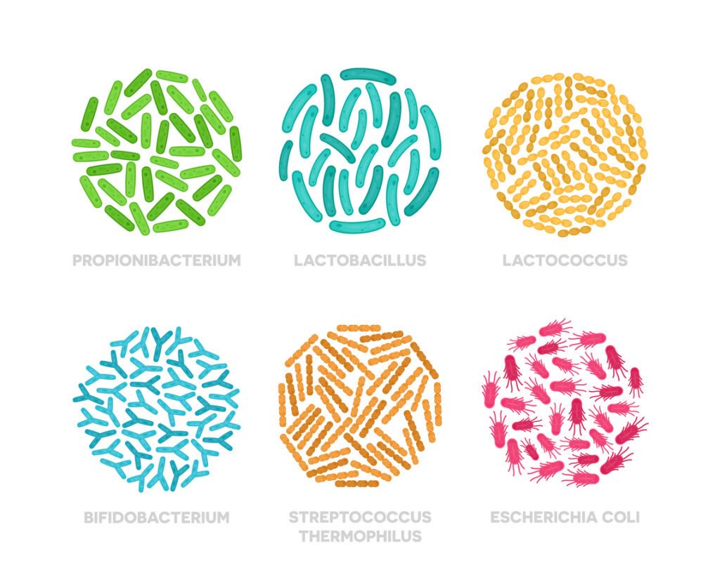 Best Time To Take Probiotics What The Science Tells Us And What Can Work Best For You Opera News