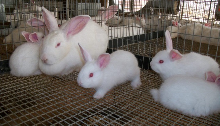 New Zealand Breed Rabbits