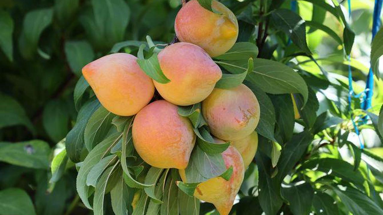 Une «prune pastèque»? Les fruits hybrides d'un producteur israélien