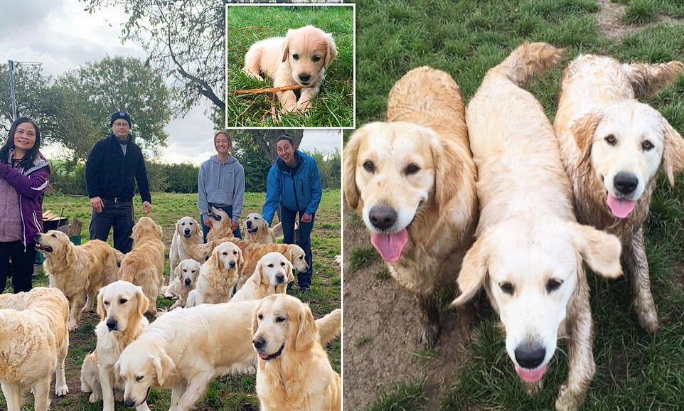 Best Day Ever Dog Lovers Are Flocking To This Golden Retriever Experience Which Lets Visitors Frolic With Dozens Of Gorgeous Goldens Opera News