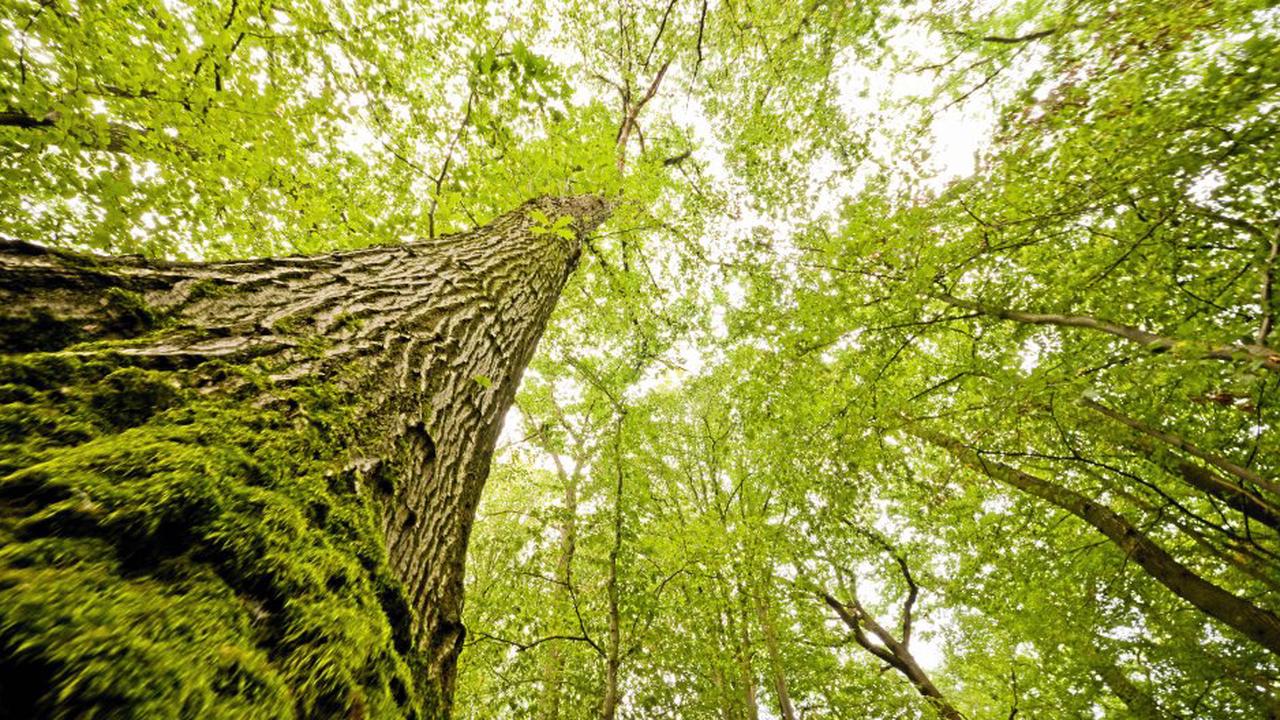 Waldbesitzer sollen Flächen stilllegen