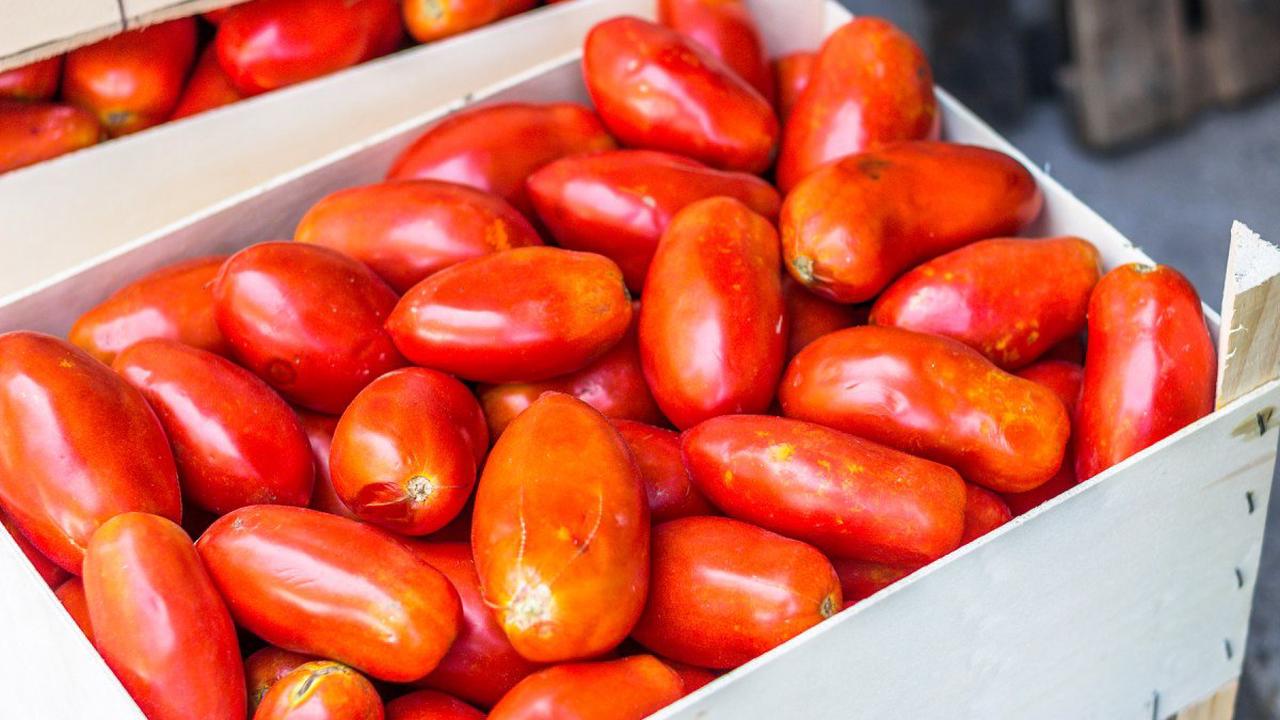 Die rote Königin: San-Marzano-Tomaten
