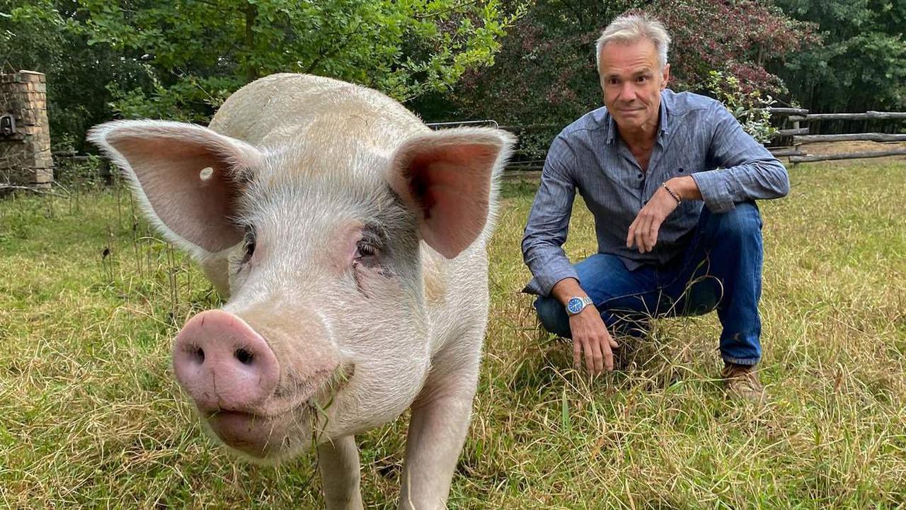 "Hannes Jaenicke: Im Einsatz für das Schwein" Sozial, intelligent und keinerlei Lobby