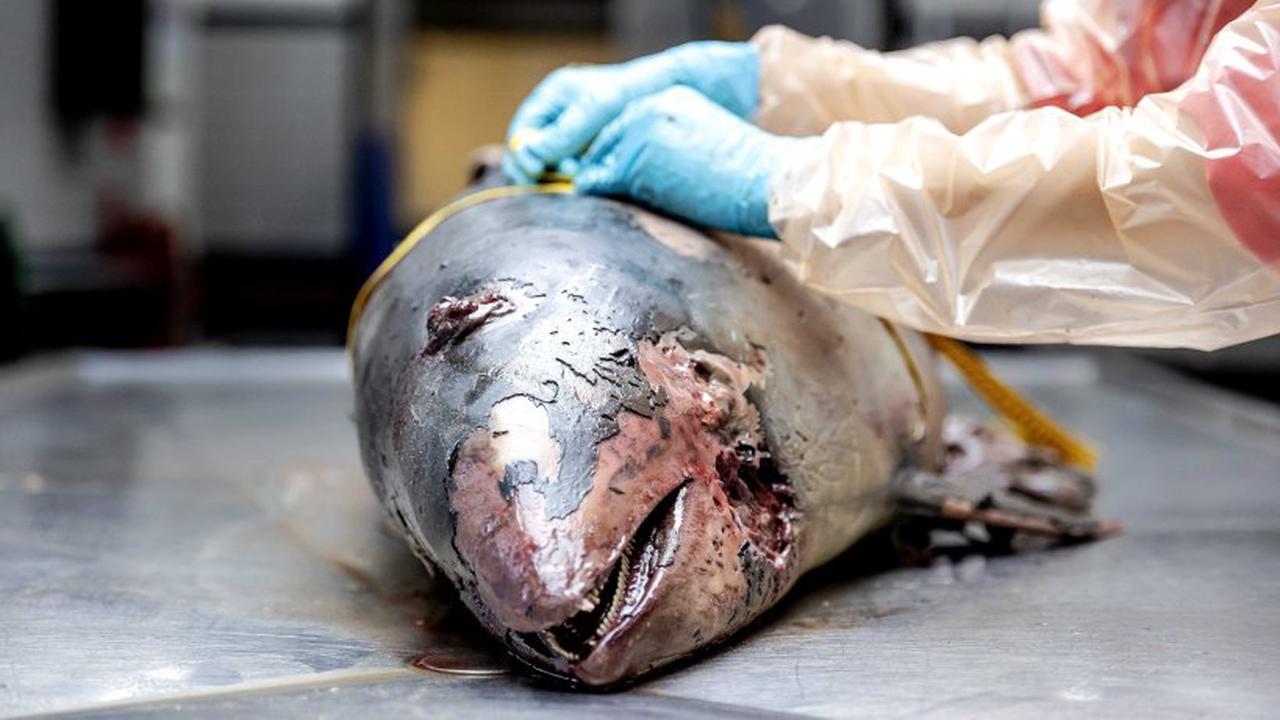 Ostsee: Schweinswale werden bei Sprengungen oft tödlich verletzt